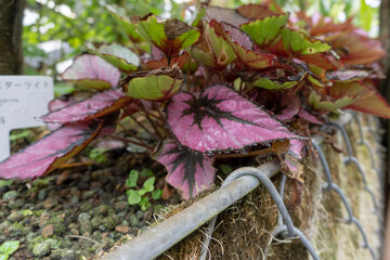 purple and white flowers