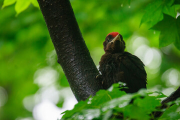 クマゲラ　幼鳥
