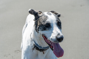 Happy dog - jack russell terrier