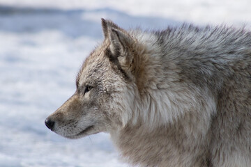 Obraz premium gray wolf in snow