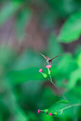 Moth / Butterfly on a flower 