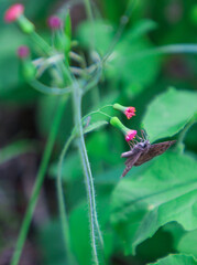 butterfly on a flower