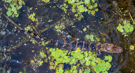 Baby young Alligator in the swampy water