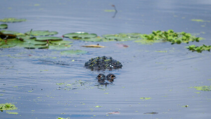 Alligator in the water