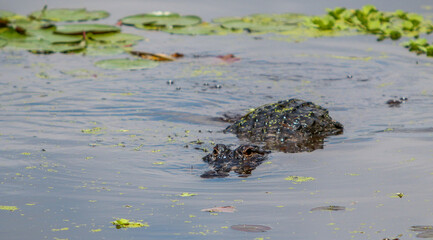 alligator in the water