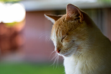 Ginger Cat Ronnie sitting and sleeping