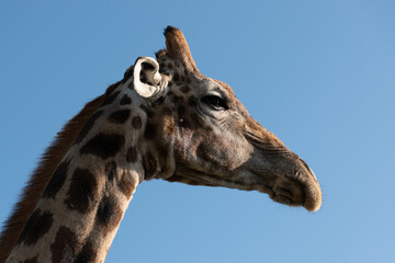 Closeup Shot of Giraffe on Navil Hill Bloemfontein