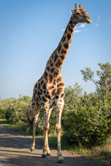 Giraffe walking towards Photographer on Navil Hill South Africa