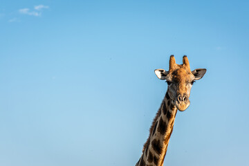 Giraffe Head and Neck Shot on Navil Hill Bloemfontein