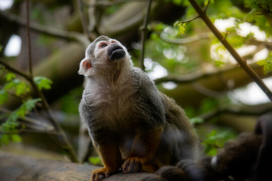 Spider monkey looking up at the sky between the branches