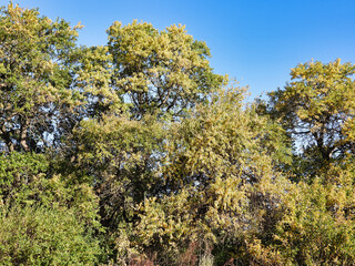 Trees Turning for Fall: A group of trees on the edge of a forest showing faint signs of fall as leaves begin to turn to autumn colors