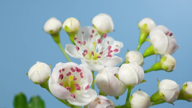 Macro time lapse hawthorn tree flowers opening on blue background
