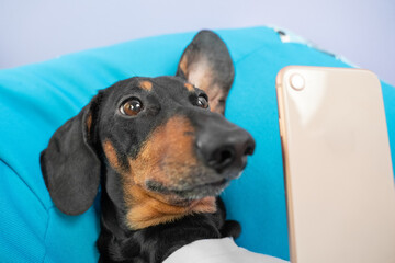 lazy dog dachshund lies on a blue pillow and surfs on social networks or takes a selfie photo....