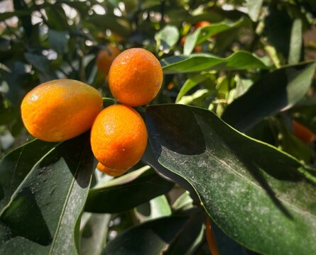 Beautiful orange kumquats on a kumquat tree with green leaves on a sunny day 