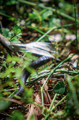 Snake in the grass