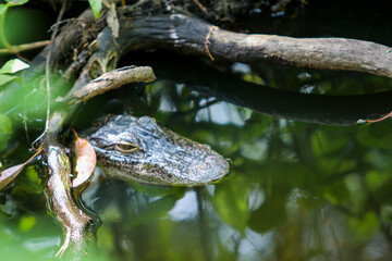 Gator in a pond 