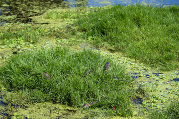 Baby alligators in a swamp / Hatchling in a nest 