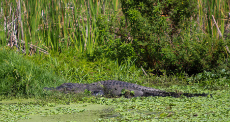 alligator in the grass