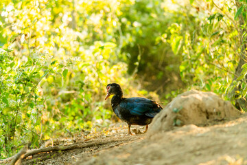 A duck that is foraging in the evening