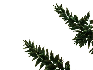 Top parts of small dark green trees. On white plain background, isolated.