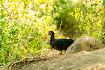 A duck that is foraging in the evening
