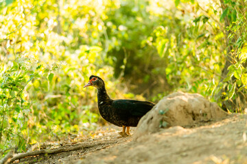 A duck that is foraging in the evening
