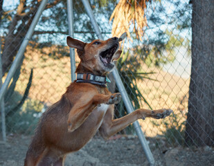 Brown dog with a collar jumping in the dog shelter
