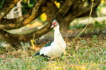 A duck that is foraging in the evening