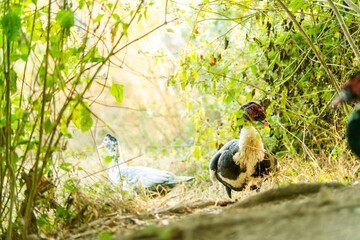 A duck that is foraging in the evening