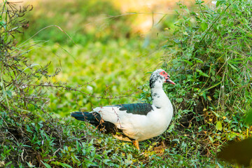 A duck that is foraging in the evening