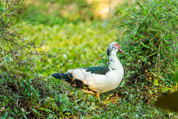 A duck that is foraging in the evening