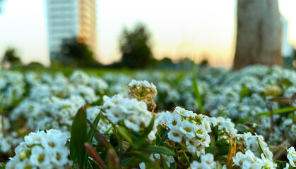 Marvelous white spring flowers in a city park with a bench and tree bole in the background in the morning on a sunny day