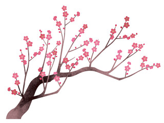 水彩風 紅梅のイラスト