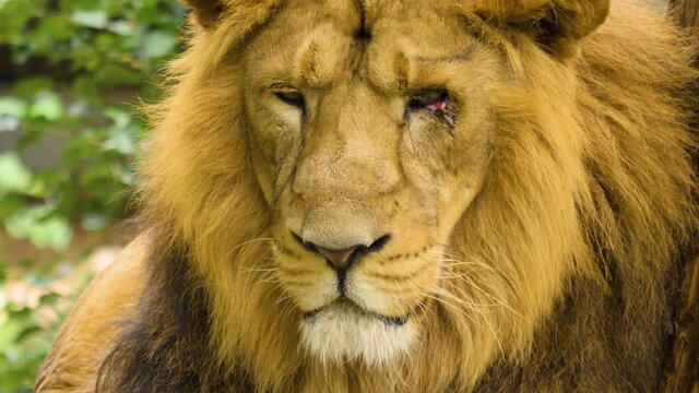 Close up of head of male lion with eye injury.