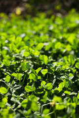 Lush clover