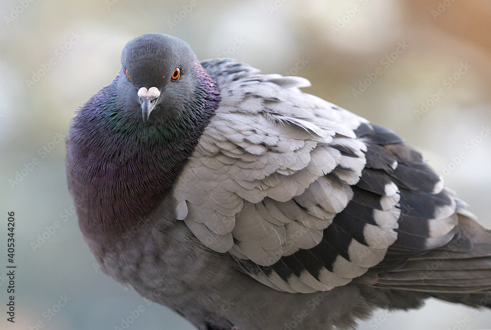 Poster view of a pigeon standing on the branch of the tree in the forest on a blurry background