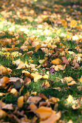 Ginkgo leaves all over the grass