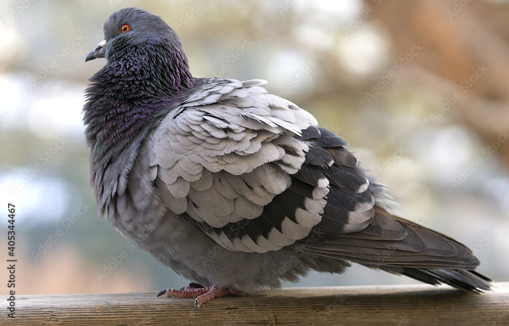 Poster view of a pigeon standing on the branch of the tree in the forest on a blurry background