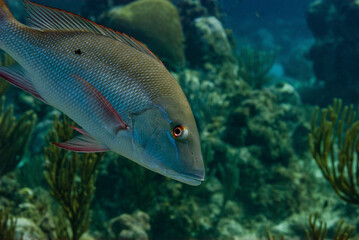 Mahogany Snapper swimming in the Caribbean