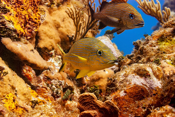 Bluestriped Grunt hovering in the coral