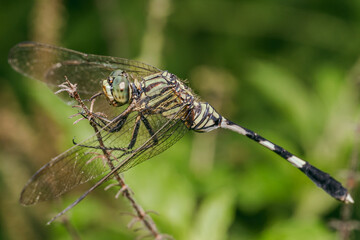 the wild fly in the farm