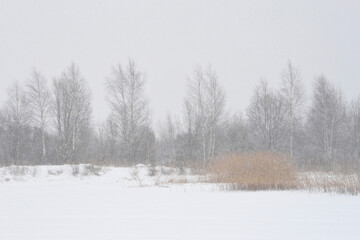 Gloomy monochrome winter landscape in an overcast day, Silhouettes of bare trees and bushes on a snowy field