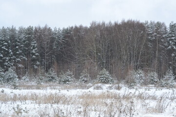 Forest renewal. Young spruce trees covered with snow in a cold winter forest. Christmas, seasons, nature, environmental conservation, reforestation, copy space