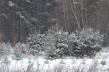 Forest renewal. Young spruce trees covered with snow in a cold winter forest. Christmas, seasons, nature, environmental conservation, reforestation, copy space