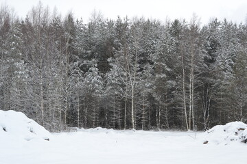 Winter forest landscape. Dark silhouettes of snow-covered bare trees in a winter forest on a cloudy day