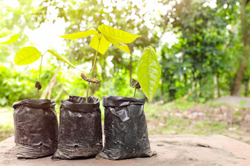 Cacao tree seedling young plant with copy space. Cocoa fruit farming production and agriculture concept.