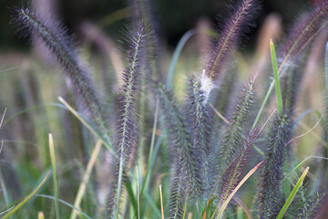 Lush weeds in autumn