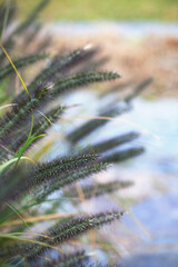 Lush weeds in autumn