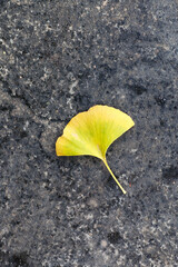 Ginkgo leaves on the ground