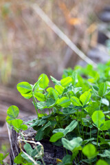 A cluster of lush clover in autumn